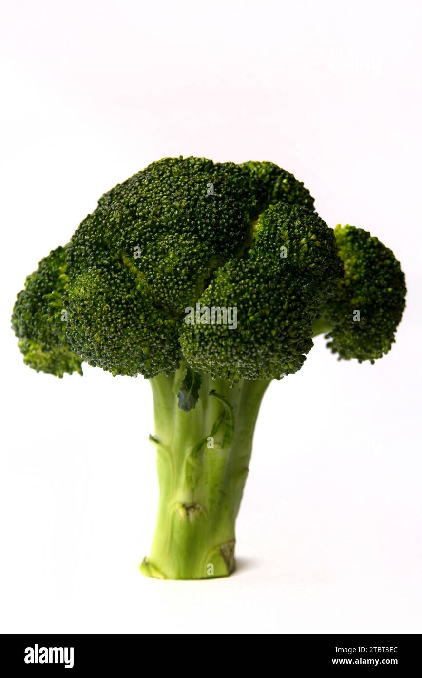 Floret de brocoli vert vibrant sur un fond blanc Banque D'Images