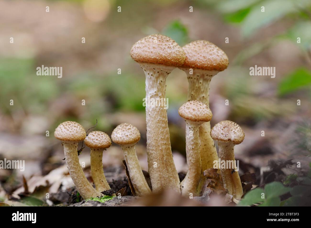 Hallimash commun (Armillaria ostoyae), Rhénanie du Nord-Westphalie, Allemagne Banque D'Images