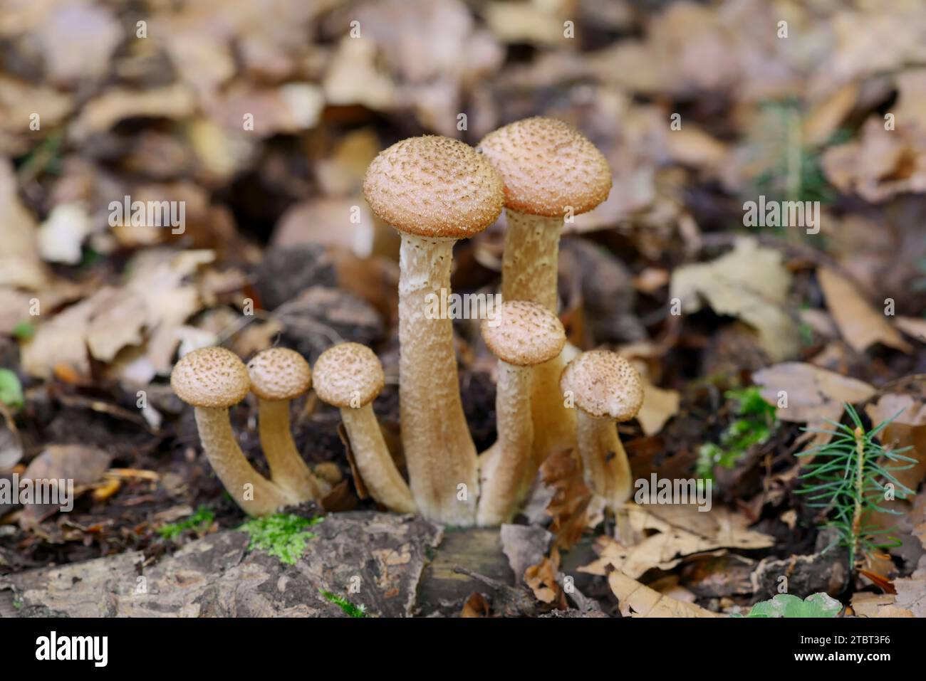 Hallimash commun (Armillaria ostoyae), Rhénanie du Nord-Westphalie, Allemagne Banque D'Images