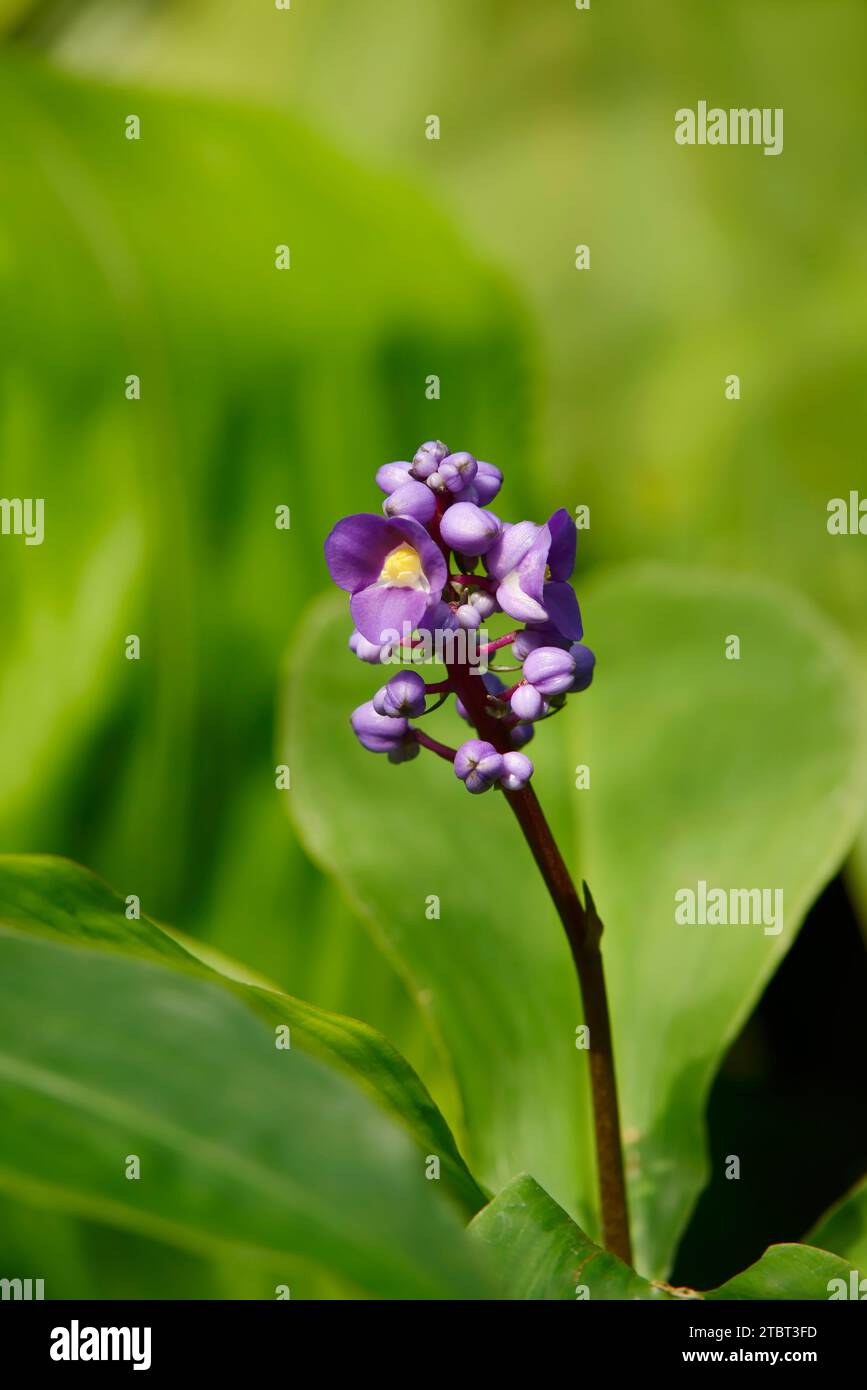 Gingembre bleu (Dichorisandra thyrsiflora), fleurs, présence en Amérique du Sud Banque D'Images