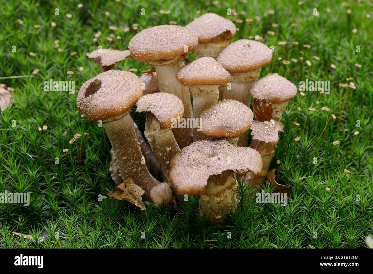 Hallimash commun (Armillaria ostoyae), Rhénanie du Nord-Westphalie, Allemagne Banque D'Images
