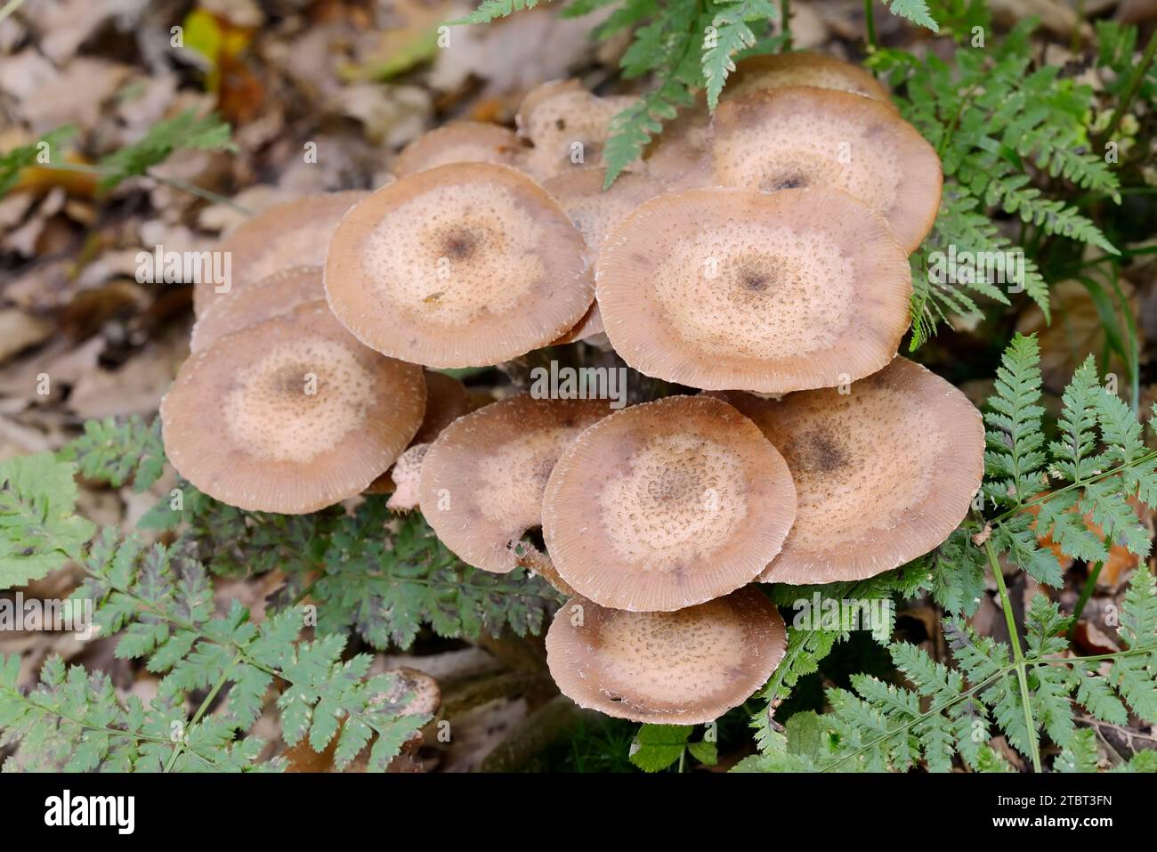 Hallimash commun (Armillaria ostoyae), Rhénanie du Nord-Westphalie, Allemagne Banque D'Images