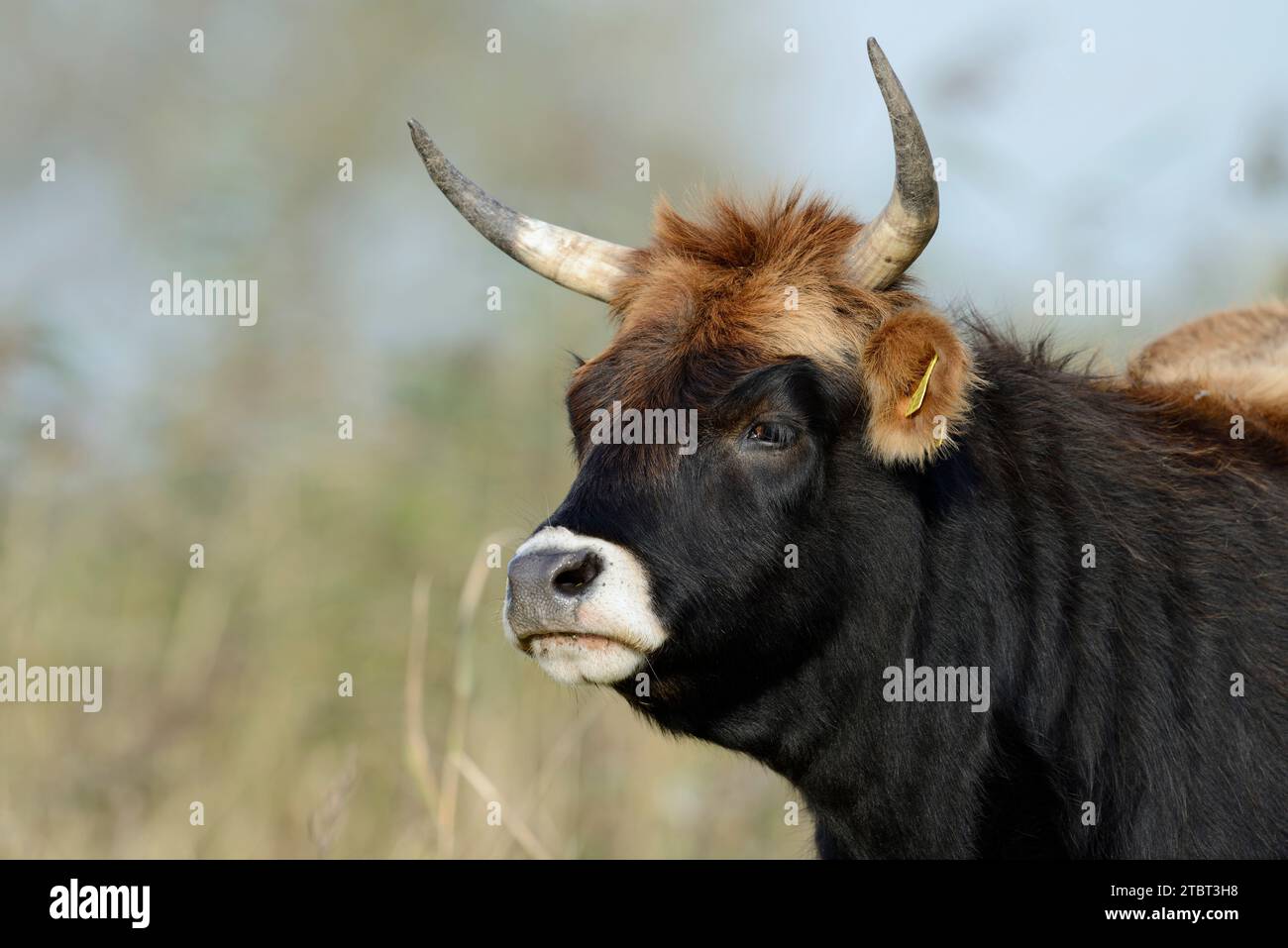 Heck bovin (Bos primigenius F. Taurus), Rhénanie du Nord-Westphalie, Allemagne Banque D'Images
