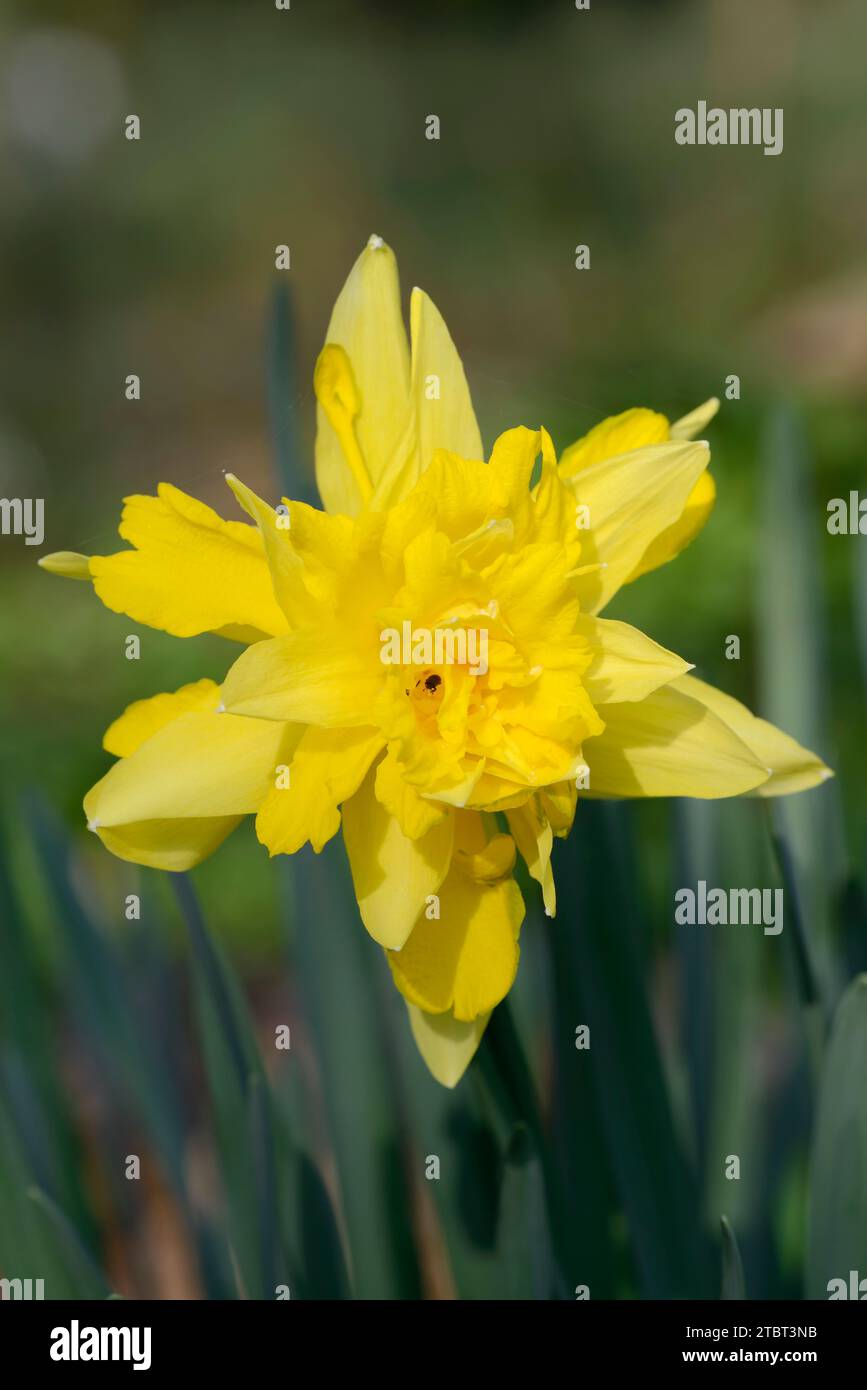 Jonquille ou narcisses jaunes (Narcissus pseudonarcissus), Rhénanie du Nord-Westphalie, Allemagne Banque D'Images