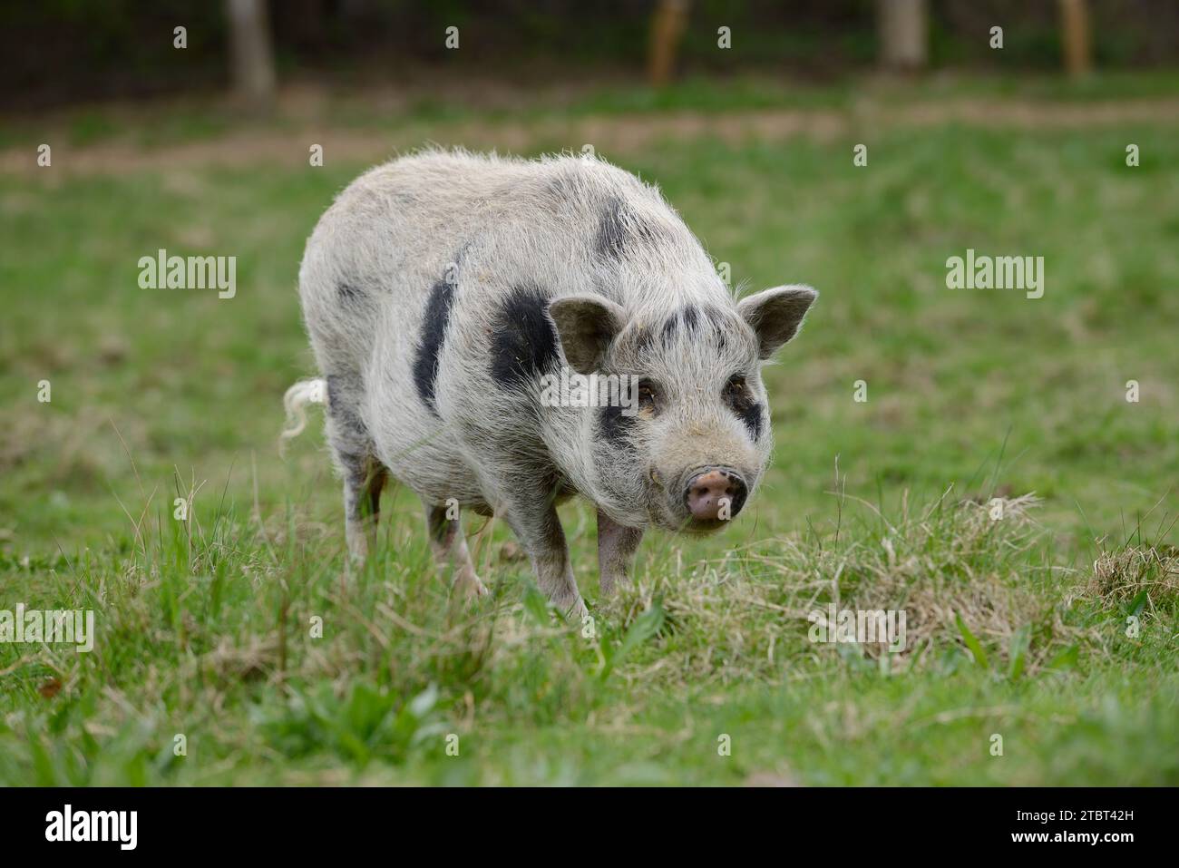 Göttingen minipig (sus scrofa F. domestica) dans un pré, Rhénanie du Nord-Westphalie, Allemagne Banque D'Images