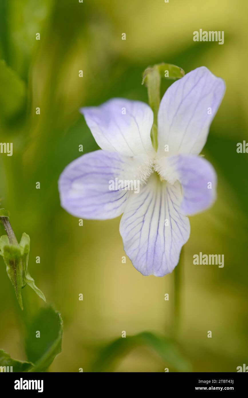 Violette haute (Viola elatior), fleur, Bavière, Allemagne Banque D'Images