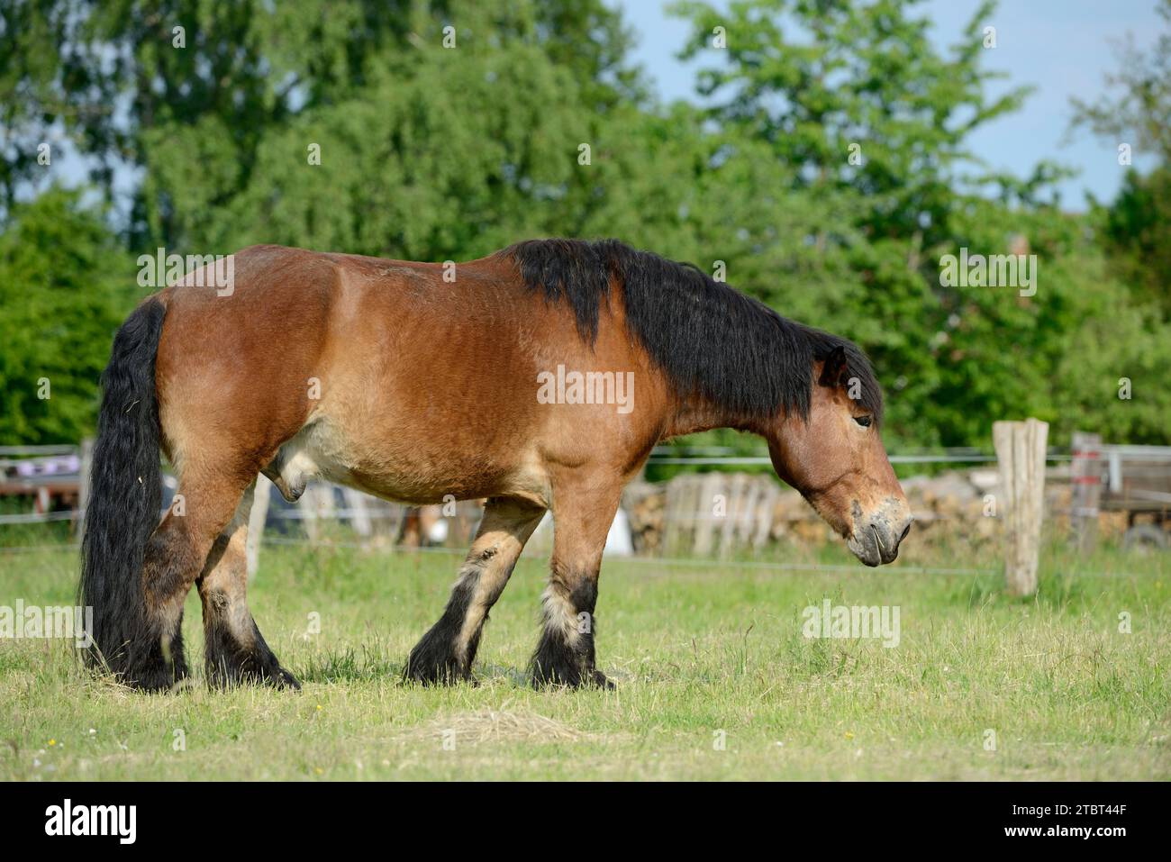 Sang froid rhénan-allemand (Equus ferus caballus) dans les pâturages, Rhénanie du Nord-Westphalie, Allemagne Banque D'Images