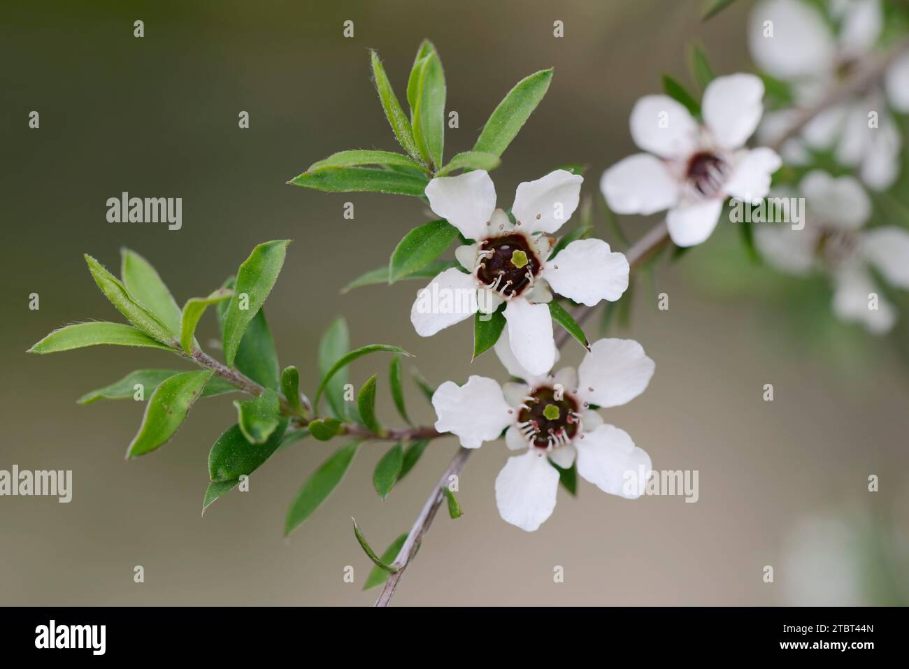 Myrte de la mer du Sud (Leptospermum scoparium), branche avec des fleurs Banque D'Images
