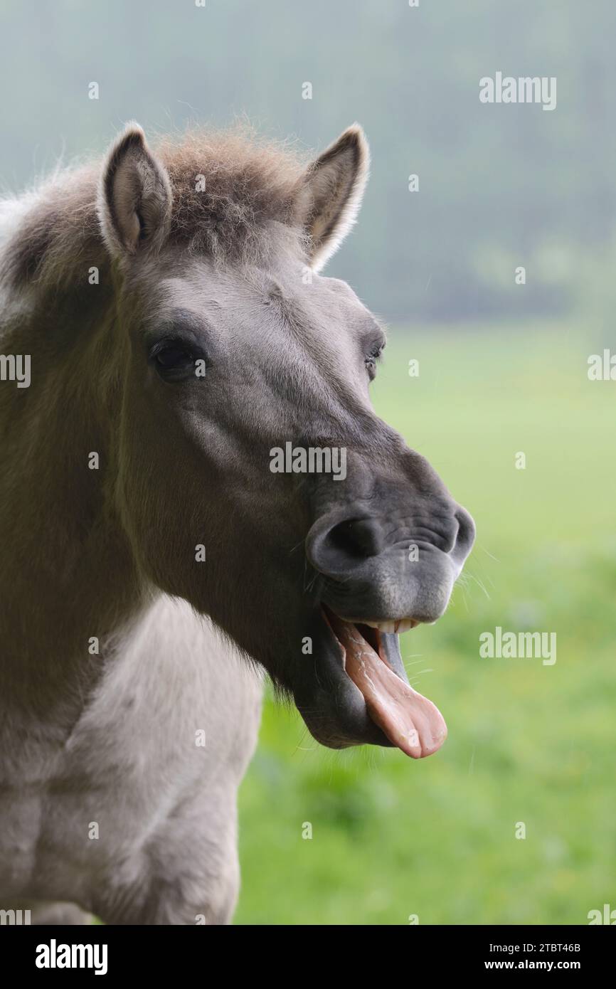 Cheval (Equus ferus ferus caballus, Equus przewalskii ferus caballus), Allemagne Banque D'Images