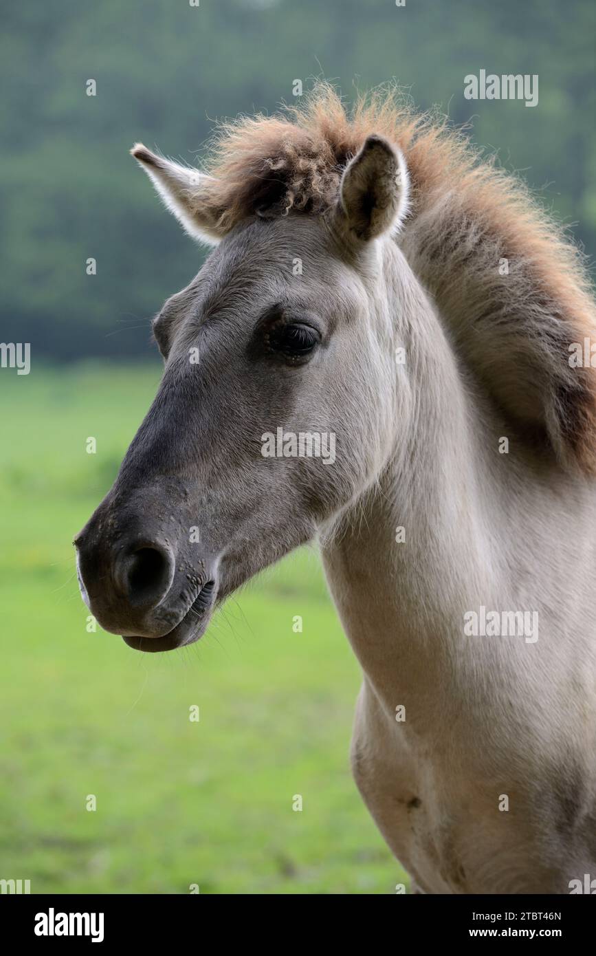 Cheval de queue (Equus ferus ferus caballus, Equus przewalskii ferus caballus), portrait, Allemagne Banque D'Images