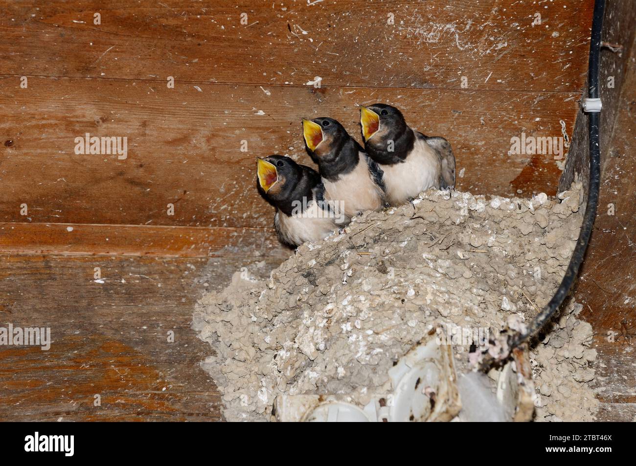 Hirundo rustica (Hirundo rustica), jeunes oiseaux dans le nid, Gueldre, pays-Bas Banque D'Images