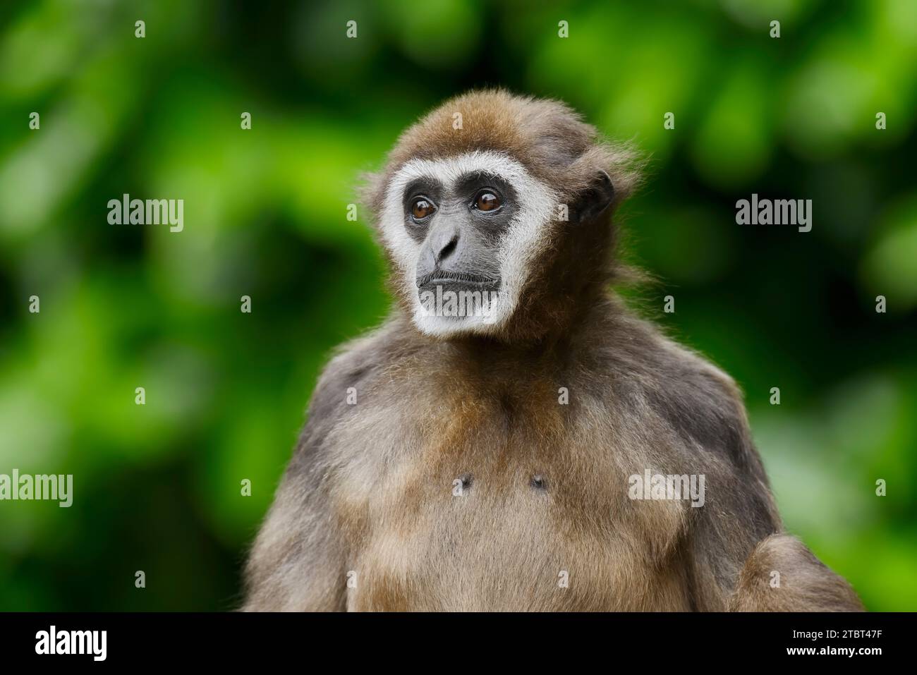 Gibbon ou lar (Hylobates lar) pour les mains blanches Banque D'Images