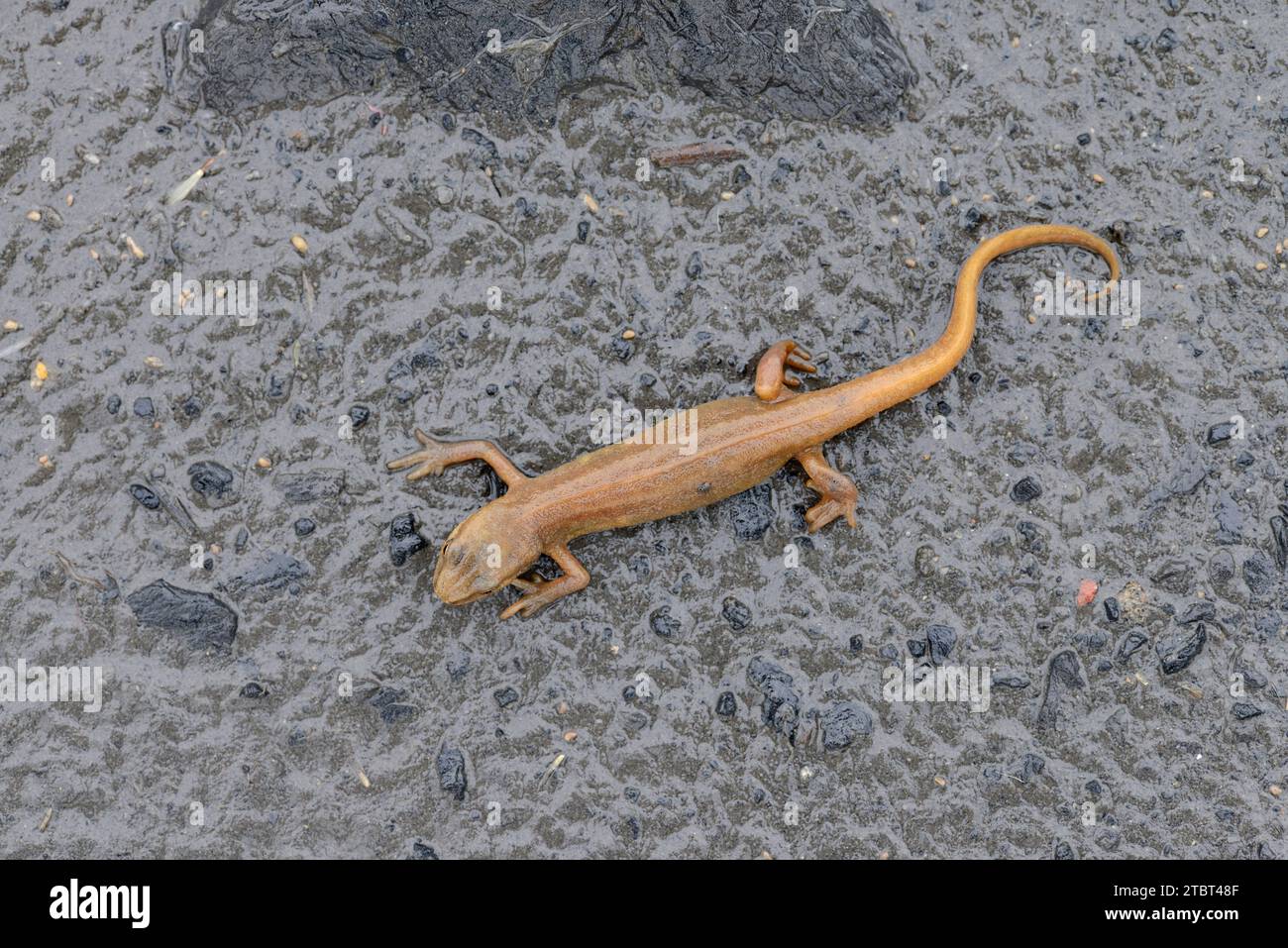 Triton vulgaris (Lissotriton vulgaris, Triturus vulgaris), femelle dans l'habitat terrestre, Rhénanie du Nord-Westphalie, Allemagne Banque D'Images