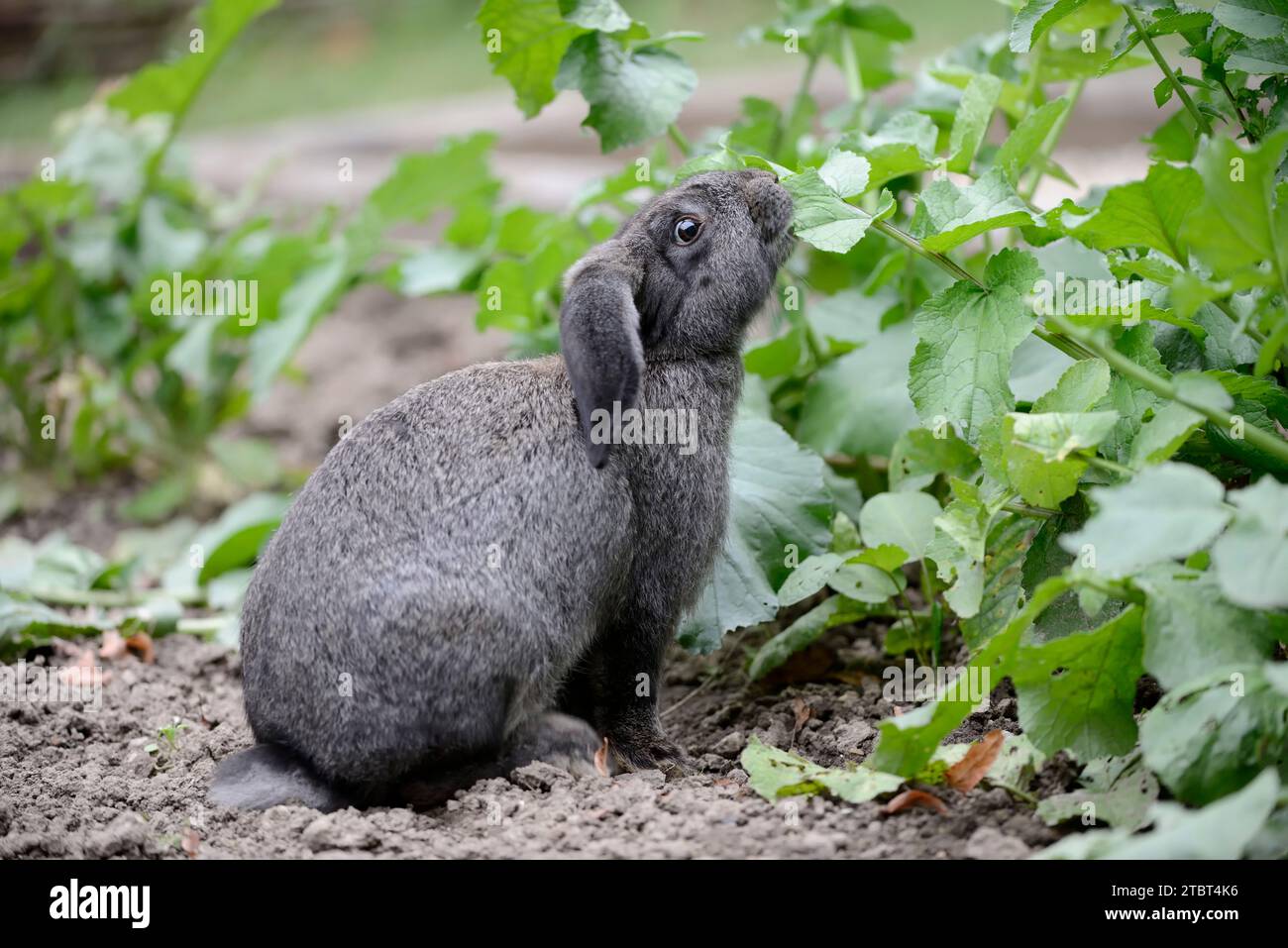 Géant allemand (Oryctolagus cuniculus forma domestica) dans le jardin, Rhénanie du Nord-Westphalie, Allemagne Banque D'Images