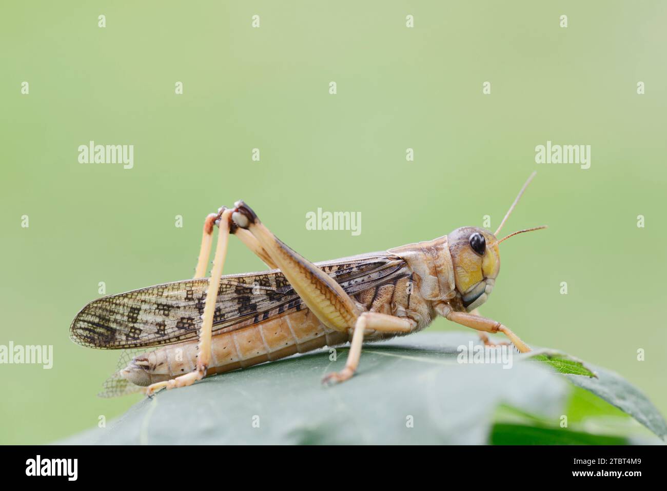 Criquet migrateur européen (Locusta migratoria), Espagne Banque D'Images