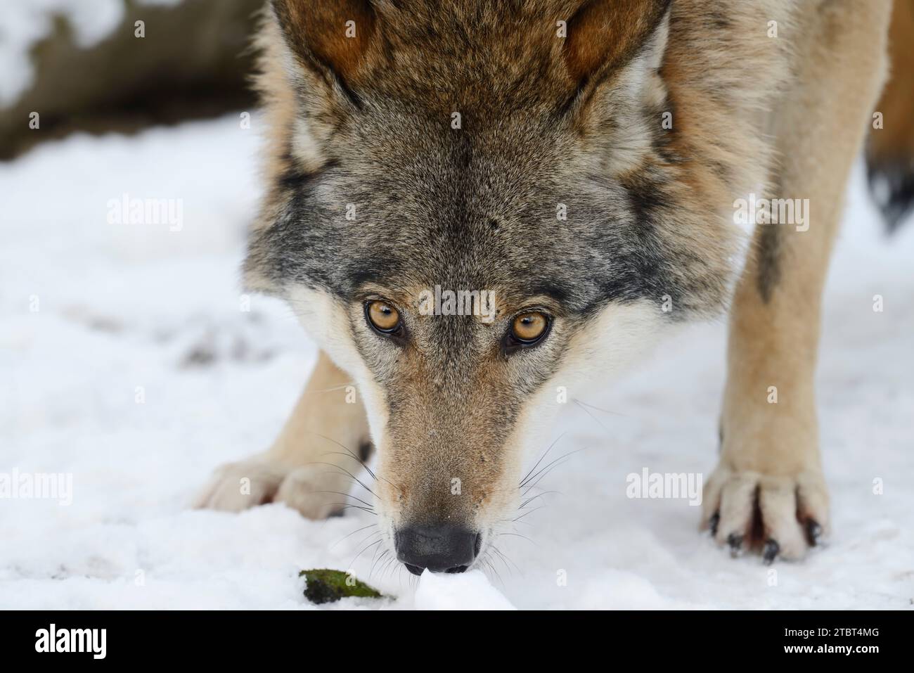 Loup d'Eurasie (Canis lupus lupus) en hiver Banque D'Images