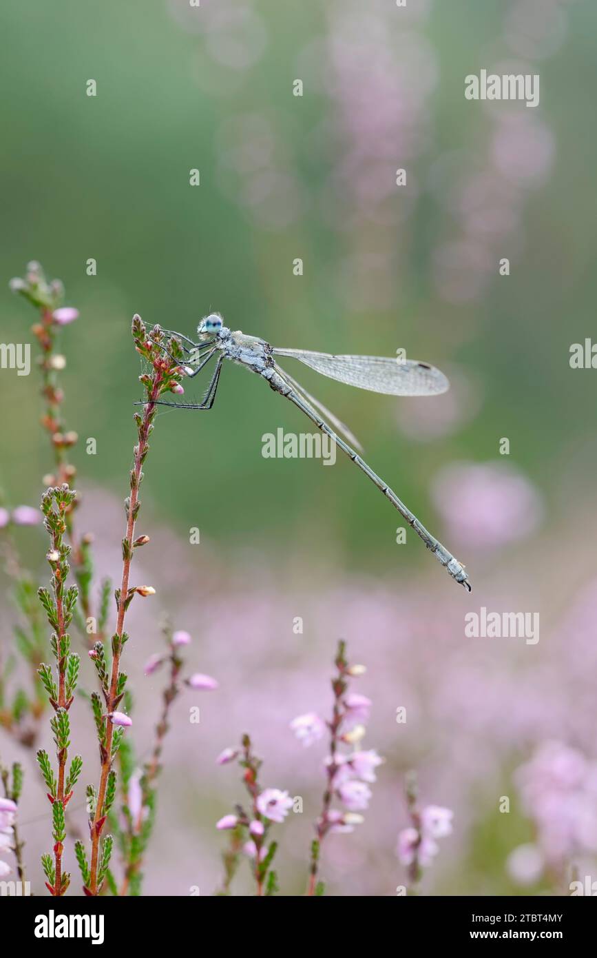 Mouche blanche brillante (Lestes dryas), mâle, Gueldre, pays-Bas Banque D'Images