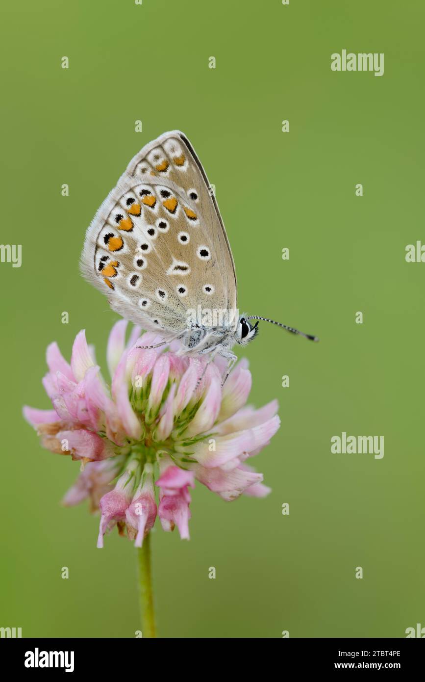 Papillon bleu (Polyommatus icarus), femelle sur fleur de trèfle des prés (Trifolium pratense), Rhénanie du Nord-Westphalie, Allemagne Banque D'Images