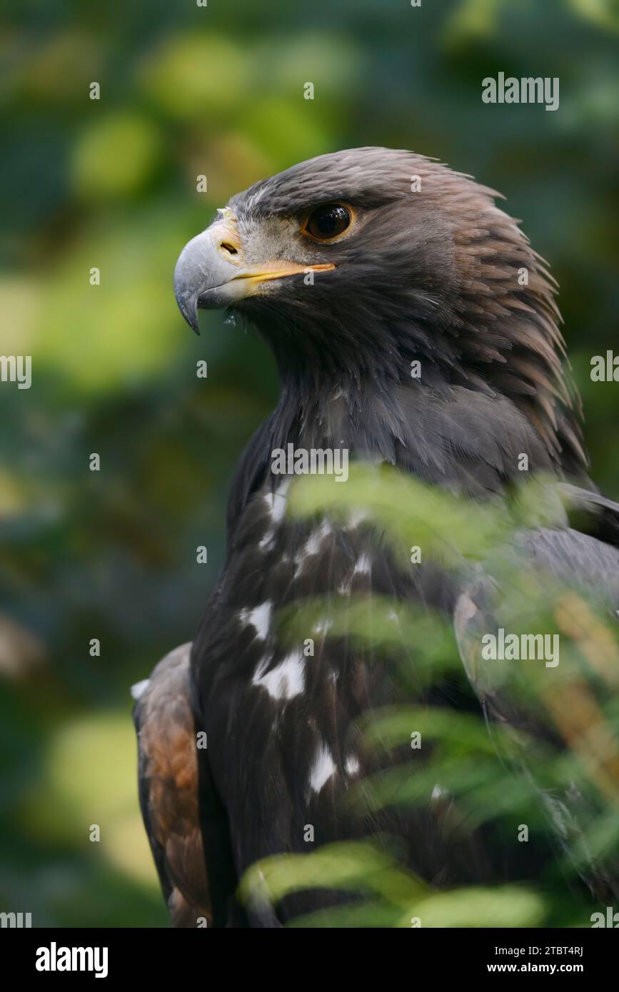 Aigle royal (Aquila chrysaetos) en plumage juvénile, portrait, Autriche Banque D'Images