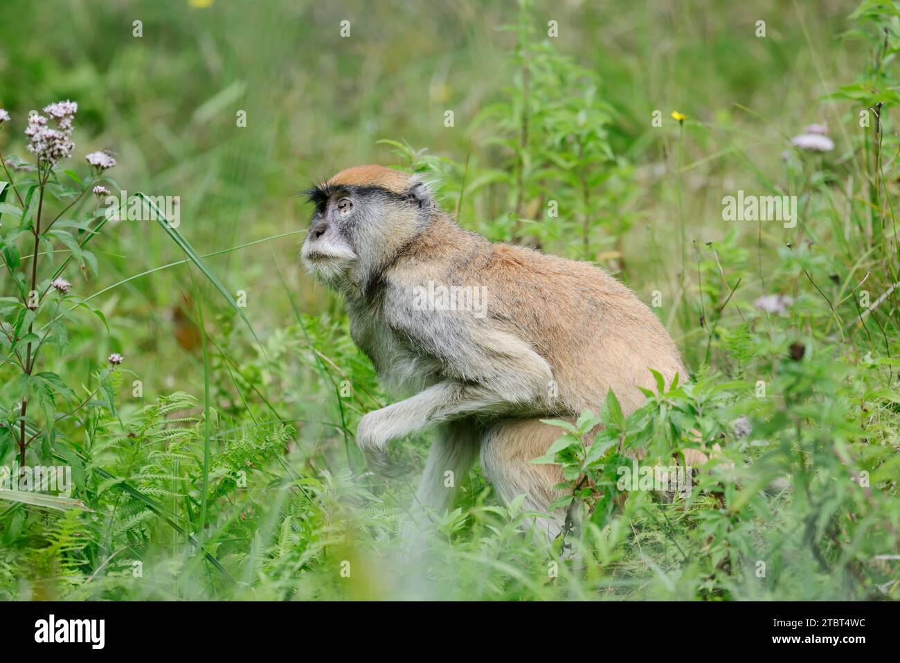 Singe hussar (Erythrocebus patas) Banque D'Images