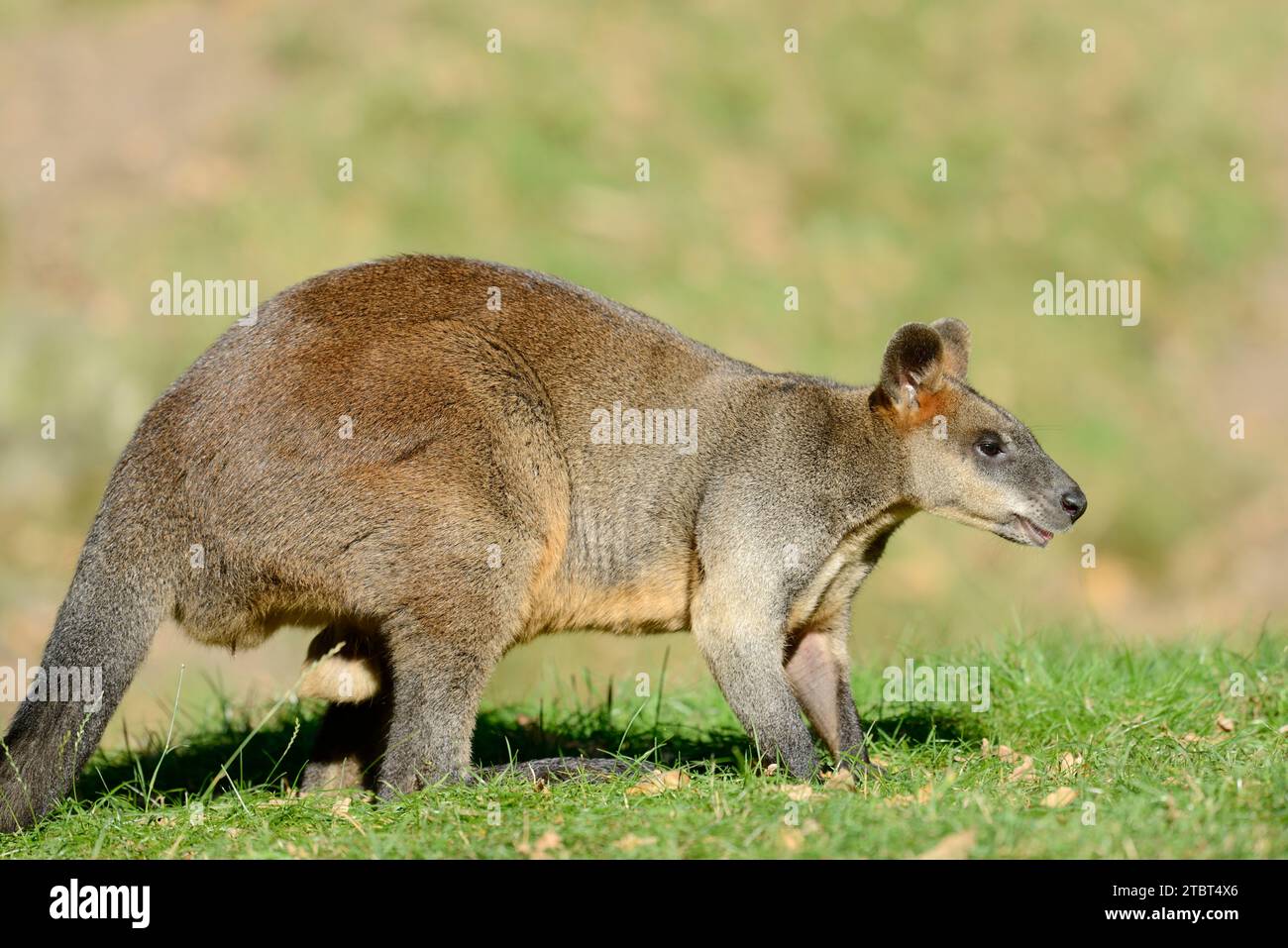 Swamp wallaby (Wallabia bicolor), homme, Australie Banque D'Images