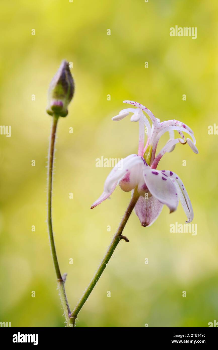 Lys de crapaud du Japon (Tricyrtis hirta), fleur, Rhénanie du Nord-Westphalie, Allemagne Banque D'Images