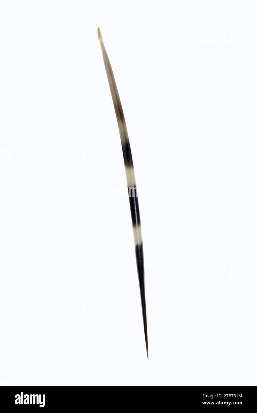 Porc-épic indien à queue blanche (hystrix indica), épineux Banque D'Images