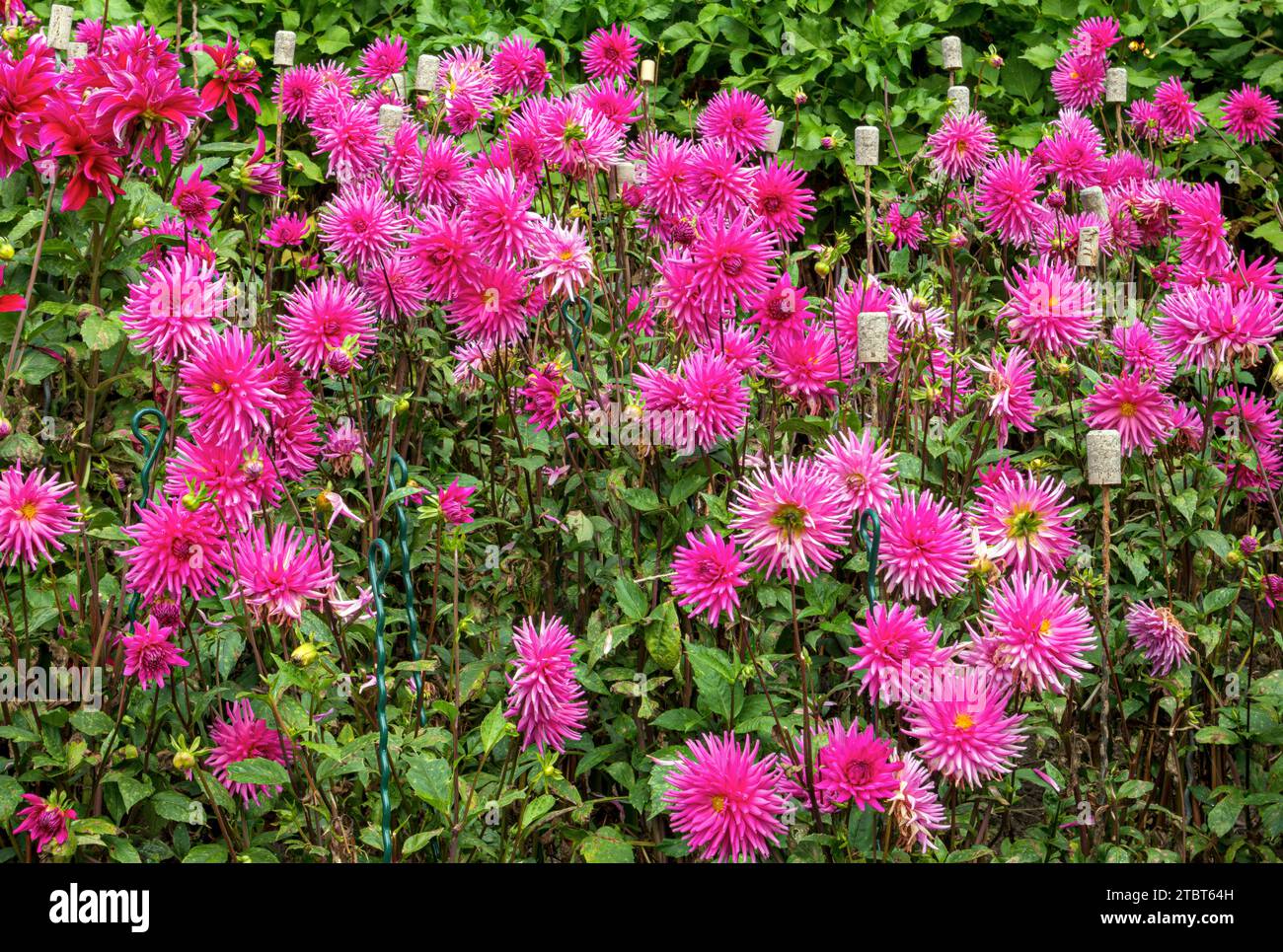 Fleurs dahlias (Dahlia) sur l'île de Mainau, lac de Constance, Bade-Württemberg, Allemagne, Europe Banque D'Images