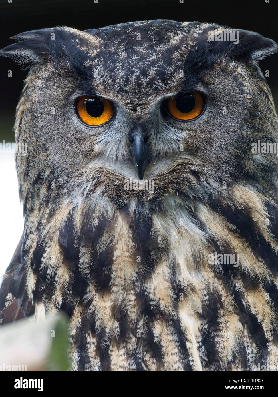 Eagle owl Bubo bubo, Banque D'Images