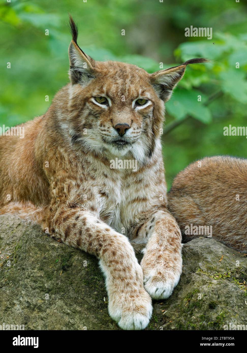 Lynx eurasien, lynx du Nord, lynx du Lynx, lynx Banque D'Images