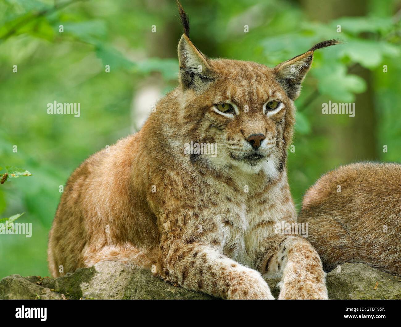 Lynx eurasien, lynx du Nord, lynx du Lynx, lynx Banque D'Images