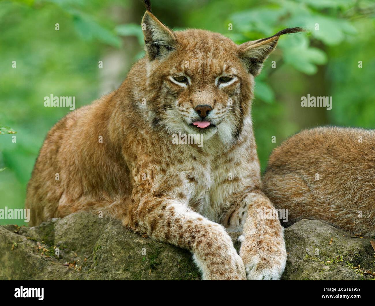 Lynx eurasien, lynx du Nord, lynx du Lynx, lynx Banque D'Images
