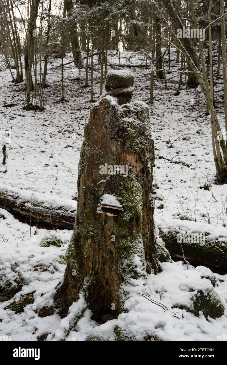 L'art de Winter se déploie : une souche couverte de mousse accueille la croissance des champignons tout en portant un arrangement délicat de pierres couvertes de neige à Dobele, Latvija Banque D'Images