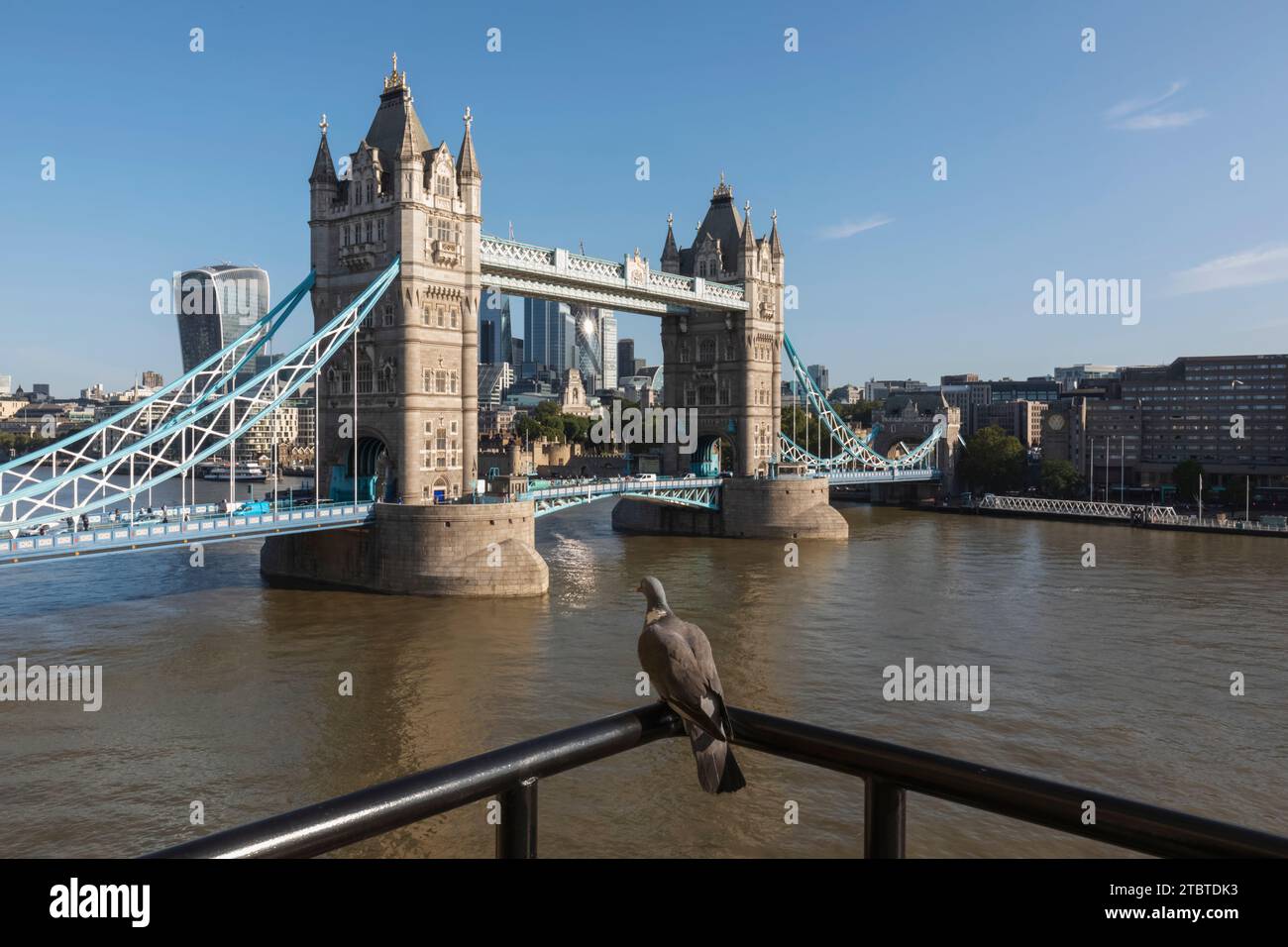 Angleterre, Londres, Pigeon surplombant Tower Bridge et la Cité de Londres Skyline avec la Tamise Banque D'Images