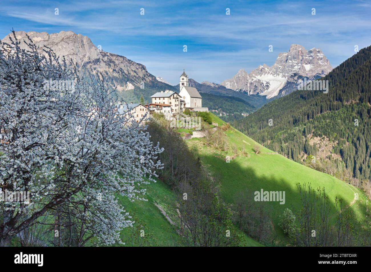 Europe, Italie, Vénétie, Belluno, Dolomites. Le village de Colle Santa Lucia avec l'église sur la colline et un cerisier en fleurs au printemps Banque D'Images