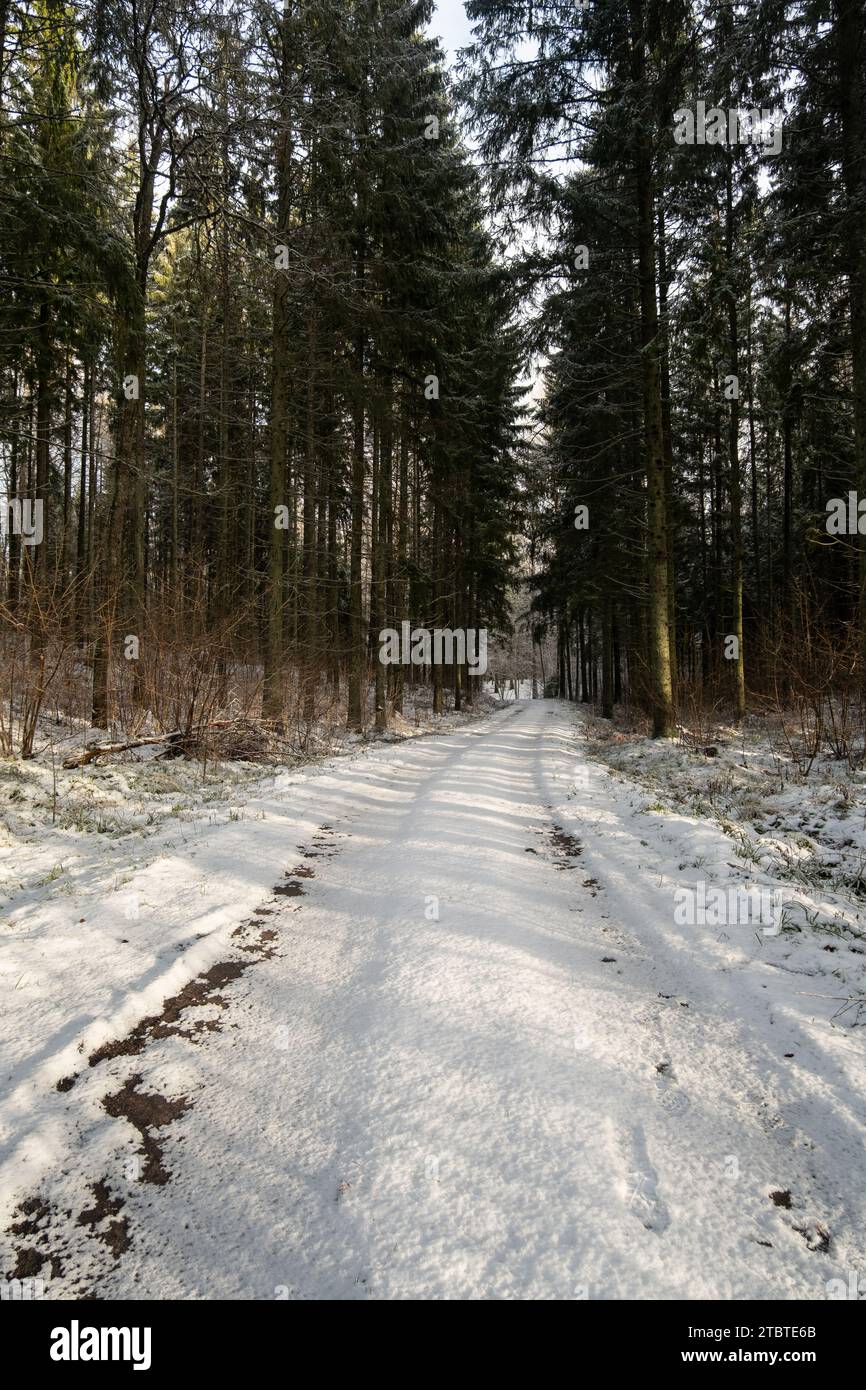 Chaque étape de cette route enneigée est illuminée par la douce étreinte des rayons du soleil au milieu du silence hivernal. Banque D'Images