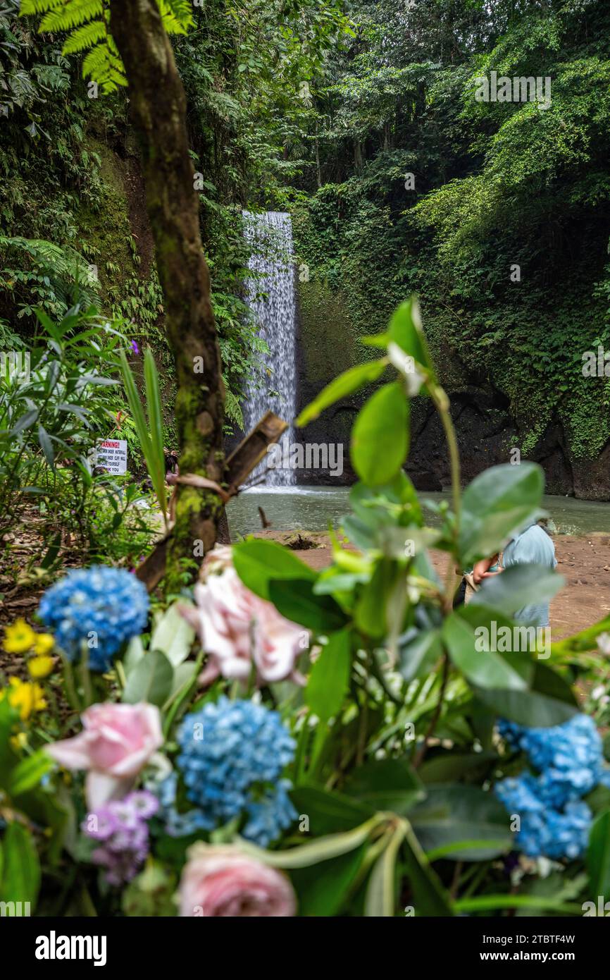 Tibumana Waterfall, une petite cascade large dans une gorge verte, la rivière se jette dans une piscine au milieu de la forêt, destination d'excursion près d'Ubud, Bali Banque D'Images