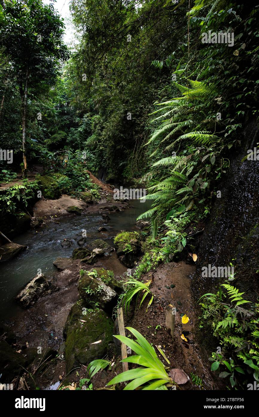 Sources chaudes, bain thermal dans la jungle tropicale, piscine sulfureuse rituelle pour la baignade, Banjar, Bali Banque D'Images