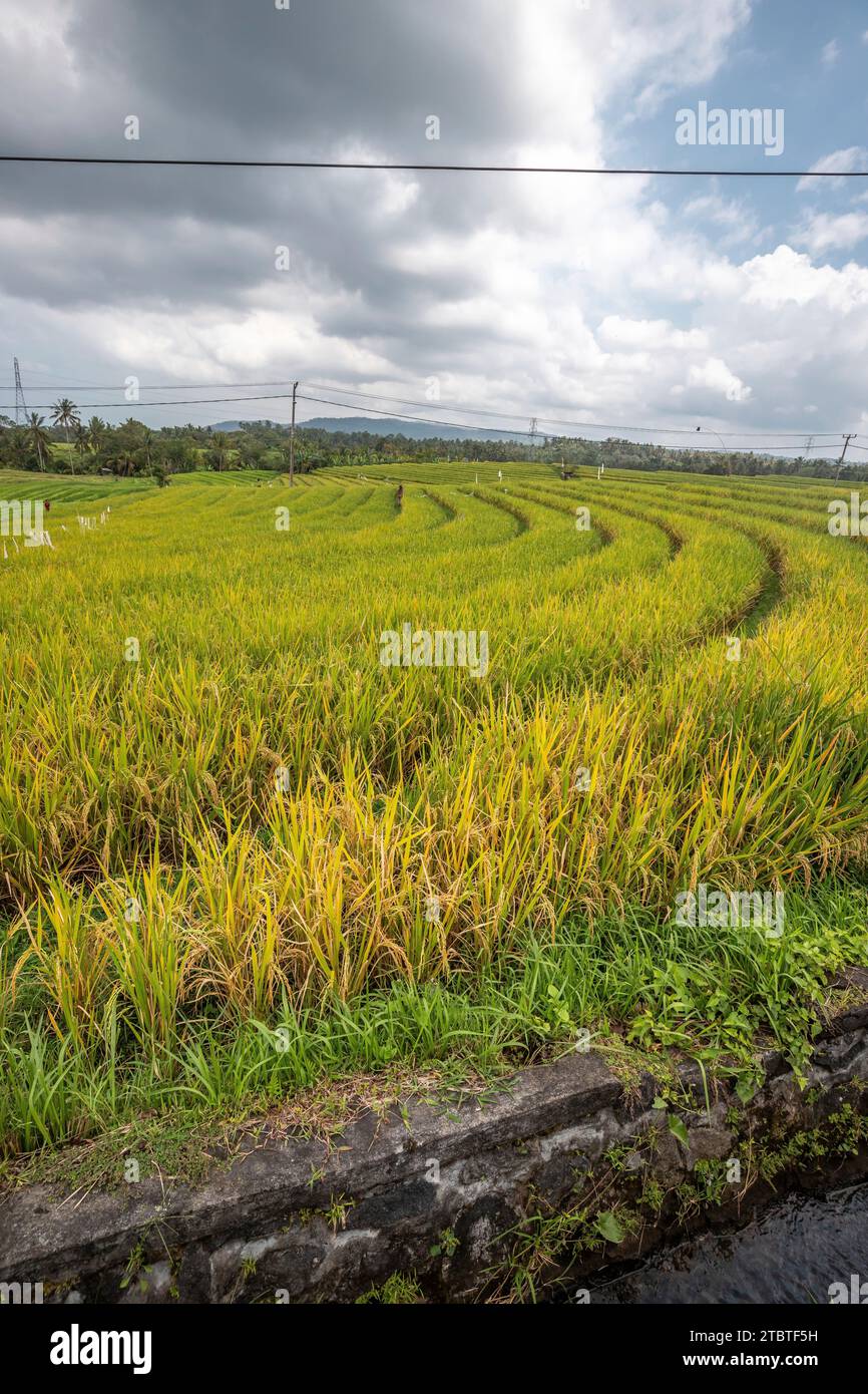 Vue sur la terrasse de riz à Blimbing et Pupuan, beaux champs vallonnés dans la forêt tropicale de Bali, terrasses vertes avec vue sur le paysage depuis le point de vue dans la soirée Banque D'Images