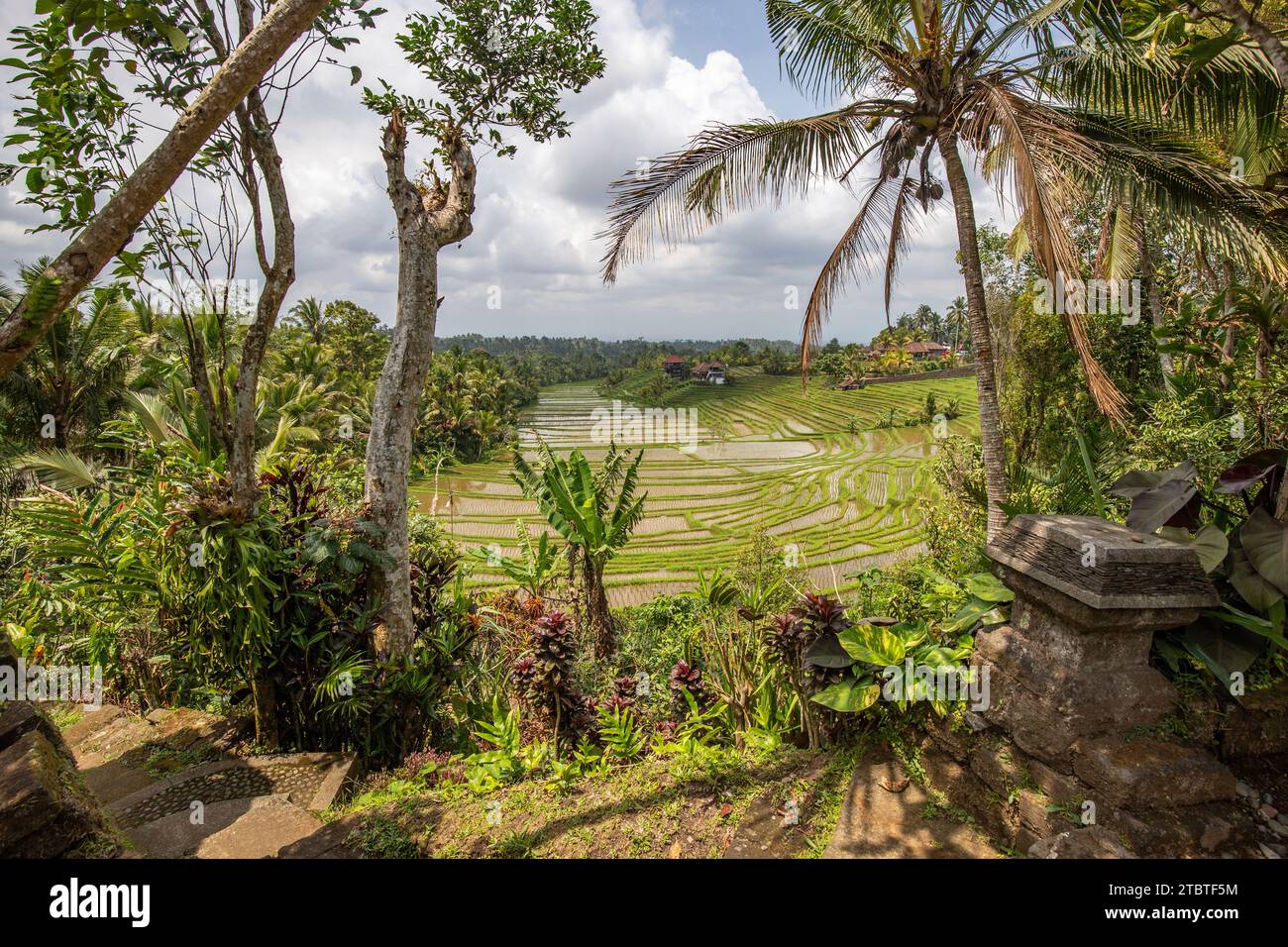 Terrasses de riz dans la lumière du soir, belles terrasses de riz vert avec vue sur le paysage, un grand bâtiment historique à Bali Banque D'Images