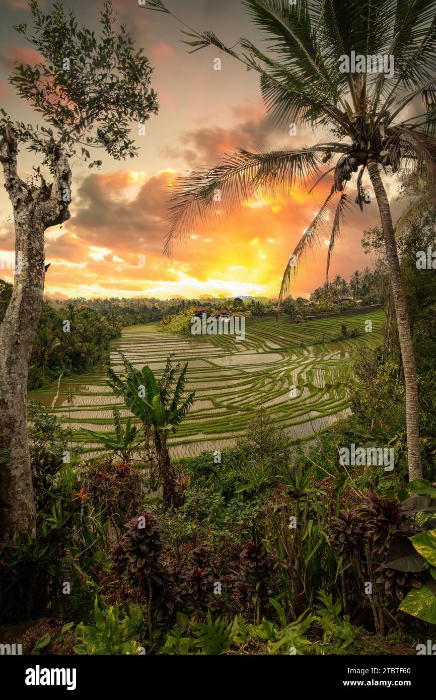 Terrasses de riz dans la lumière du soir, belles terrasses de riz vert avec vue sur le paysage, un grand bâtiment historique à Bali Banque D'Images