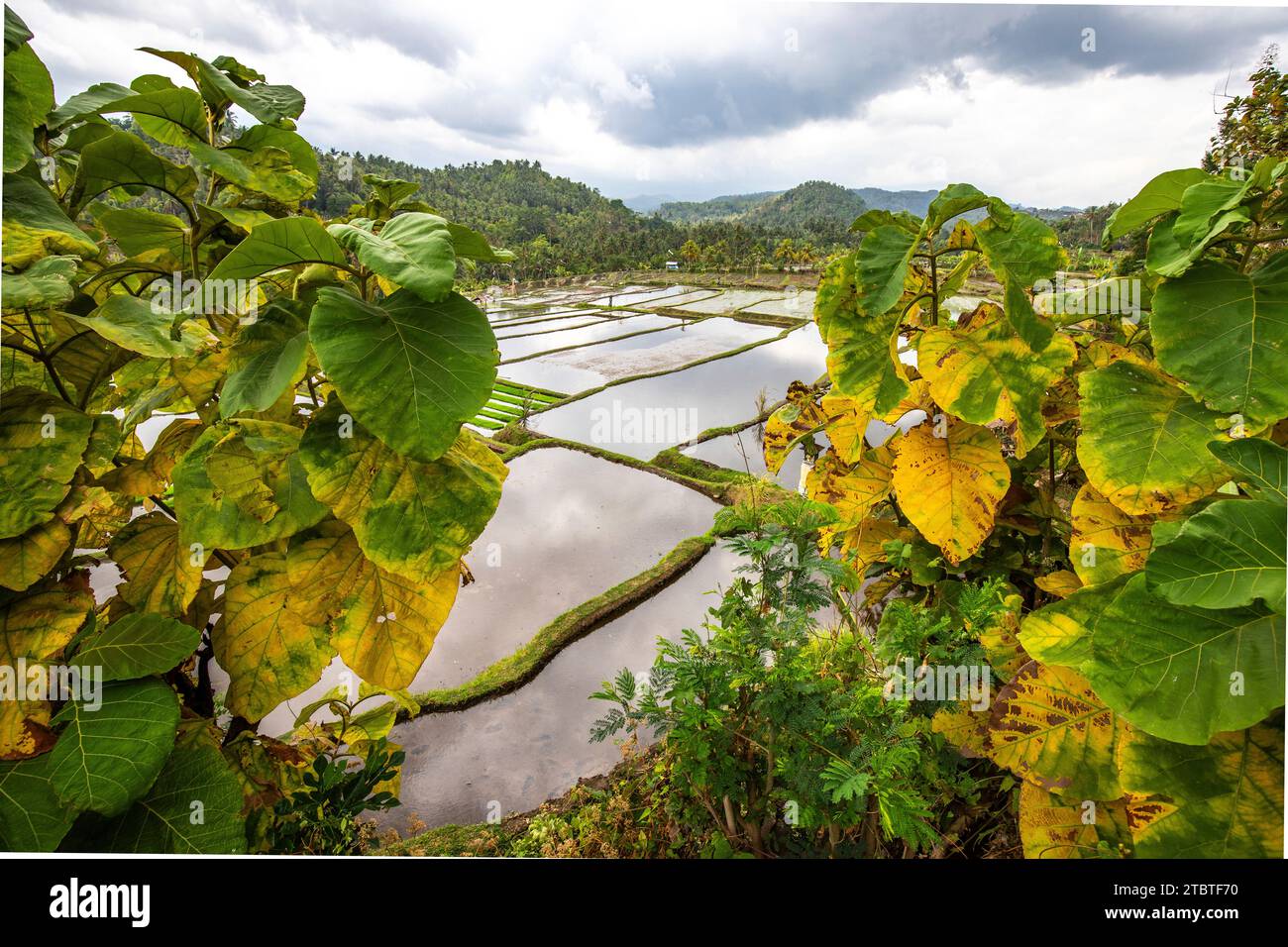 Les terrasses de riz magiques dans la soirée, ici vous pouvez voir les bâtiments uniques pour la culture du riz, piscine d'enseignement remplie d'eau, prête pour la culture du riz à Bali Banque D'Images