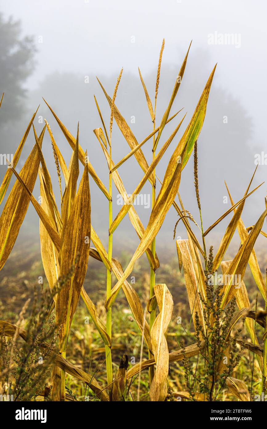 Champ de maïs nu à l'automne après la récolte, chaume et une plante oubliée et desséchée laissée dans le champ Banque D'Images
