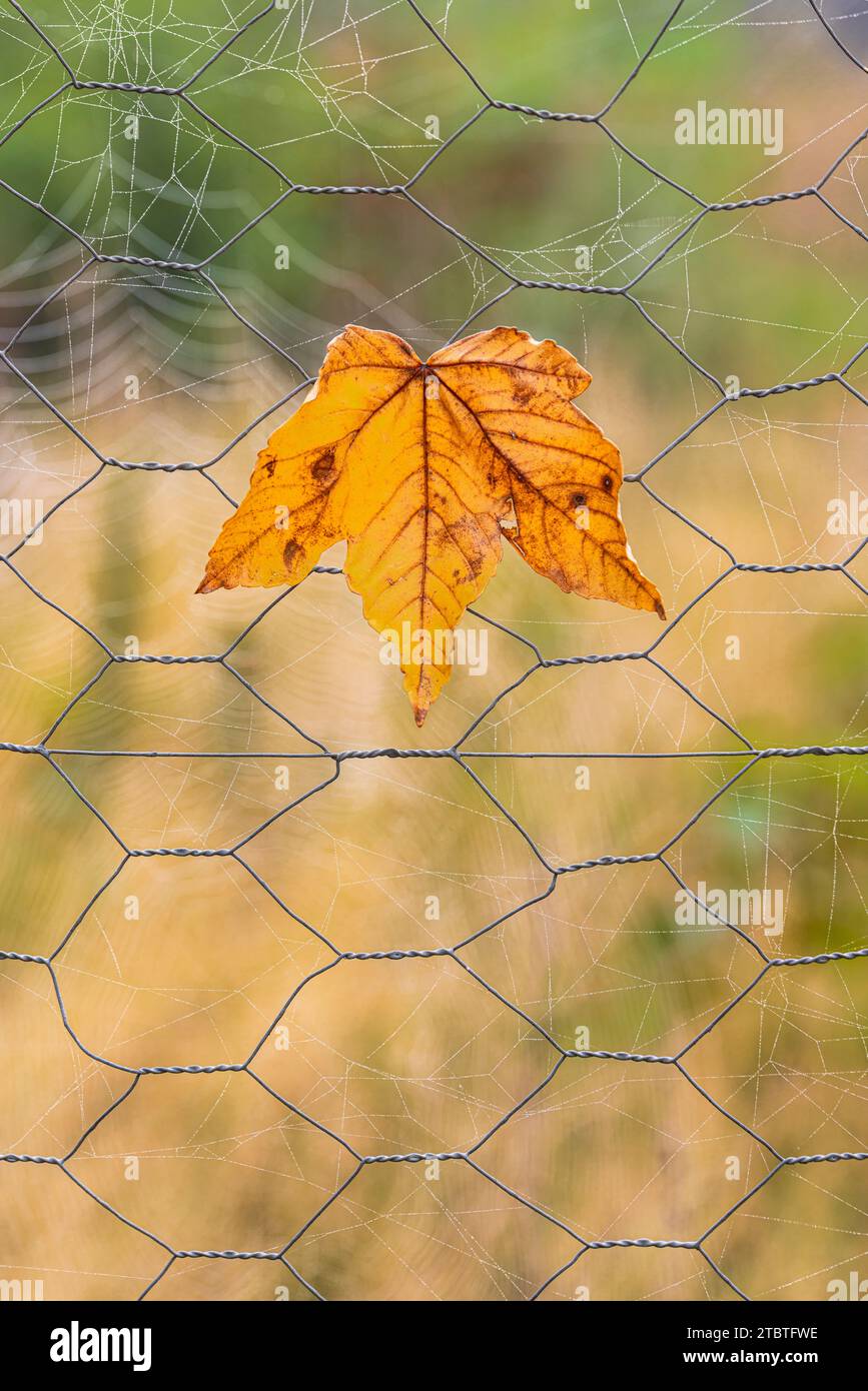 Gros plan d'une feuille d'automne sur une clôture en treillis métallique, toile d'araignée Banque D'Images