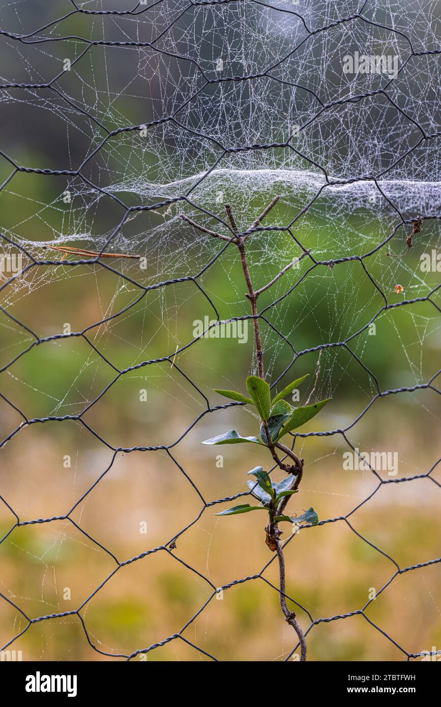 Gros plan d'une plante sur une clôture en treillis métallique, toile d'araignée Banque D'Images