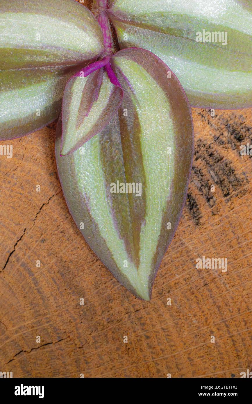 Tradescantia zebrina 'Purpusii' (plante juive errante) sur fond de bois, feuille, nature morte florale Banque D'Images