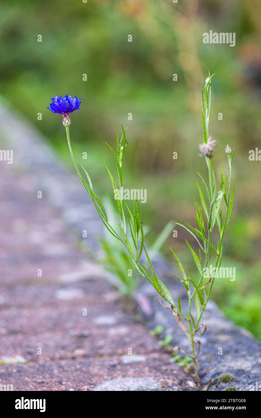 Le bleuet 'Blue Diadem' pousse à travers des pavés, symbole d'adaptabilité et de survie, espace urbain Banque D'Images