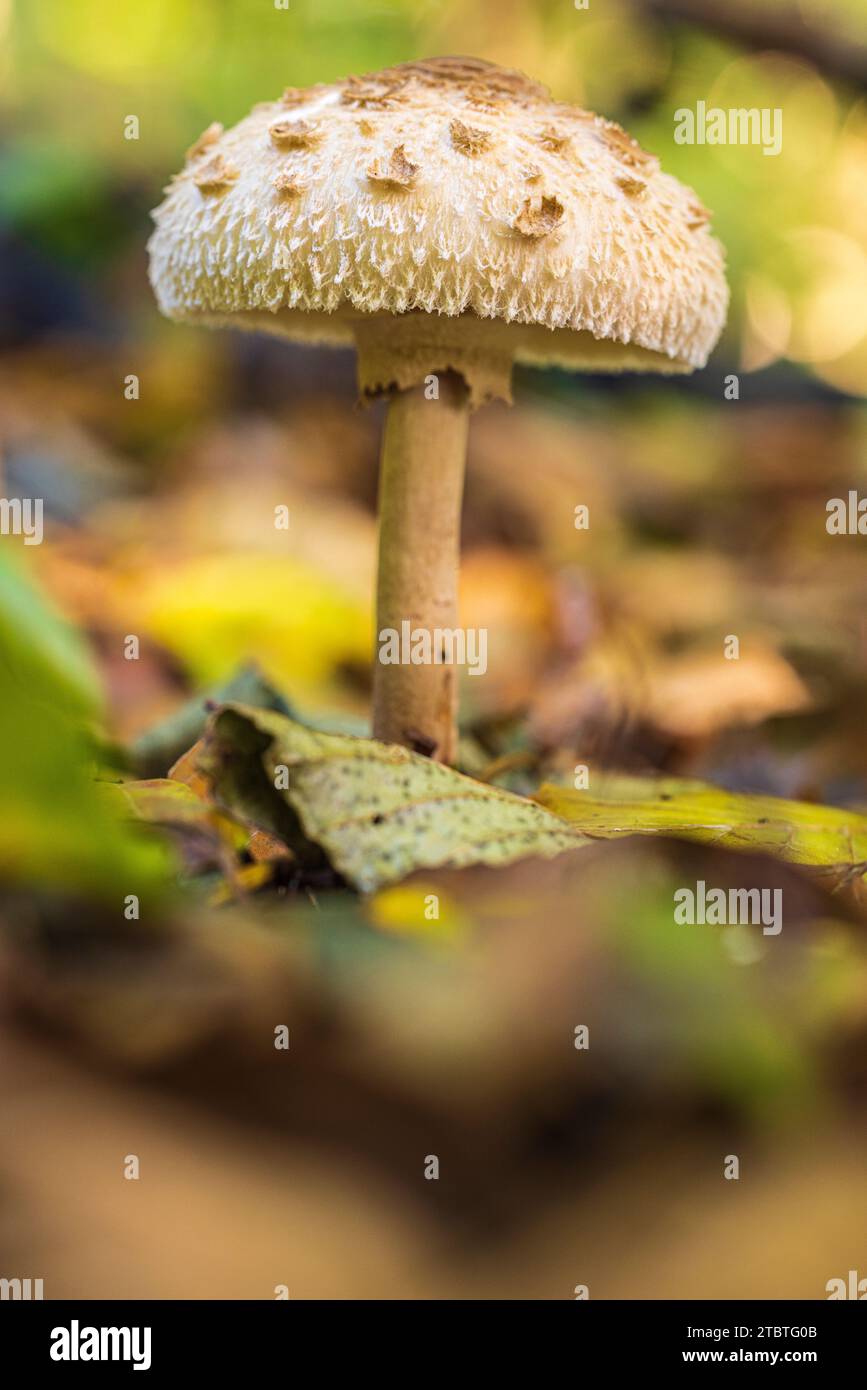 Champignon parapluie safran commun ou champignon parapluie géant safran (Chlorophyllum rachodes) Banque D'Images