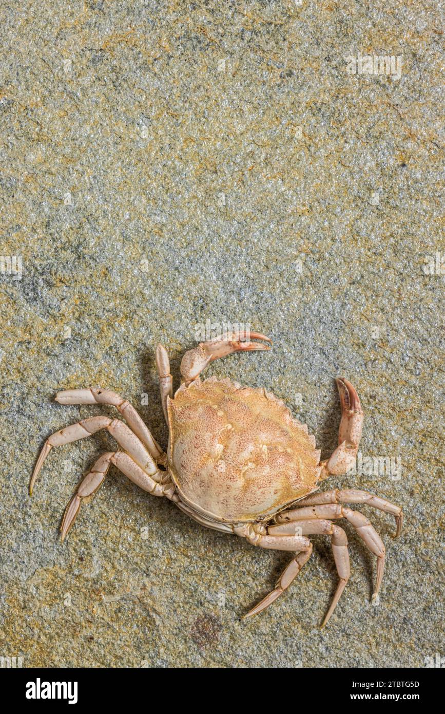 Exosquelette d'un crabe sur une plage, nature morte Banque D'Images