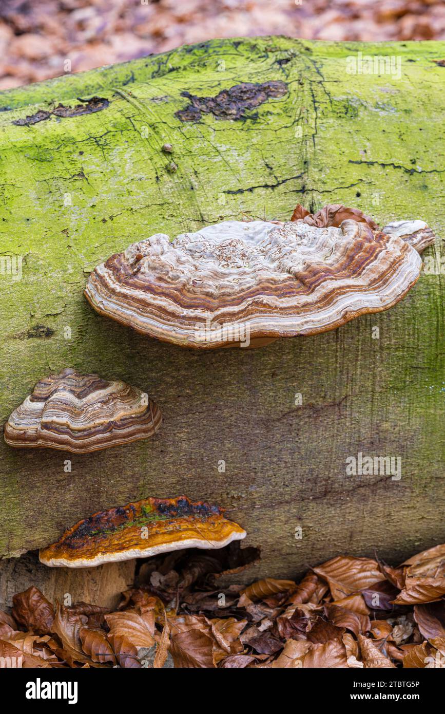 Le champignon Tinder (Fomes fomentarius) sur le tronc d'un hêtre tombé, pousse sur le bois mort Banque D'Images